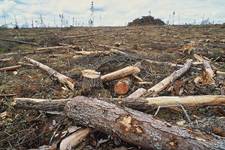 Clearcut, Ontario. Photographer: Garth Lenz