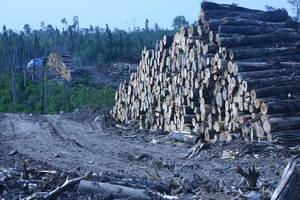 Clearcuts and logs on the Whiskey Jack Forest Management Unit, Ontario