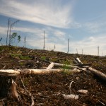 Clearcut on Grassy Narrows Territory
